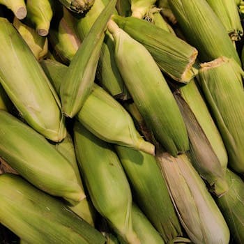 Zaragatona (Psyllium)